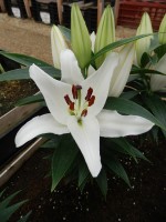 [4261 Sunny Bahamas No02.JPG]